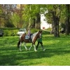Ostereiersuche 2011_38