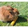 Ostereiersuche 2011_47