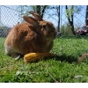 Ostereiersuche 2011_48